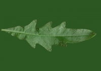 Sow Thistles Leaf Texture Back