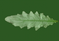 Sow Thistles Leaf Texture Back