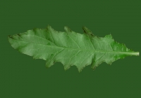 Sow Thistles Leaf Texture Front