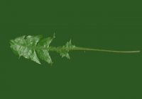 Free Dandelion Leaf Texture