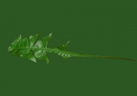Free Dandelion Leaf Texture