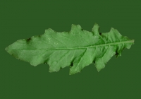 Sow Thistles Leaf Texture Front