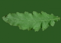 Sow Thistles Leaf Texture Front