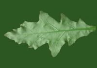 Sow Thistles Leaf Texture Back