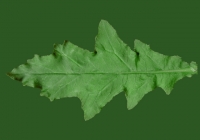 Sow Thistles Leaf Texture Front