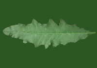 Sow Thistles Leaf Texture Front