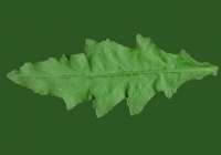 Sow Thistles Leaf Texture Front