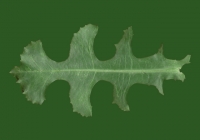 Free Dandelion Leaf Texture