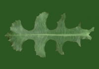 Free Dandelion Leaf Texture