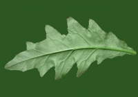 Sow Thistles Leaf Texture Back