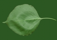 Apricot Tree Leaf Texture