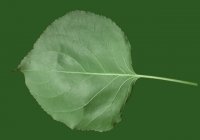 Apricot Tree Leaf Texture