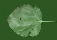 Apricot Tree Leaf Texture