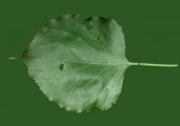 Apricot Tree Leaf Texture