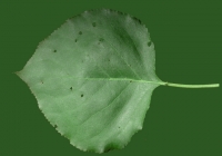 Apricot Tree Leaf Texture