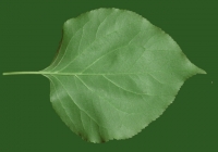 Free Apricot Leaf Texture