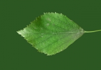 Birch Tree Leaf Texture