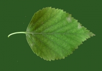 Birch Tree Leaf Texture