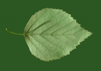 Birch Tree Leaf Texture