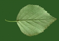 Birch Tree Leaf Texture