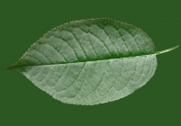 Free Cherry Tree Leaf Texture 06