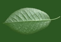 Free Cherry Tree Leaf Texture 01
