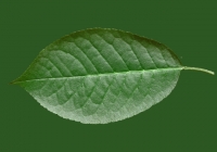 Free Cherry Tree Leaf Texture 02