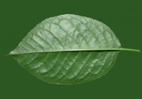 Free Cherry Tree Leaf Texture 03