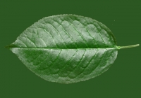 Free Cherry Tree Leaf Texture 04