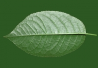 Free Cherry Tree Leaf Texture 05