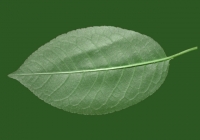 Free Cherry Tree Leaf Texture 07