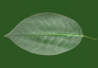 Free Cherry Tree Leaf Texture 08