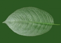 Free Cherry Tree Leaf Texture 09