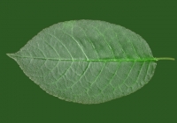 Free Cherry Tree Leaf Texture 10