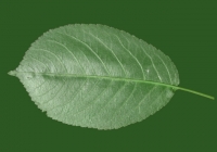 Free Cherry Tree Leaf Texture 11