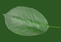 Free Cherry Tree Leaf Texture 12