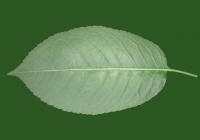 Free Cherry Tree Leaf Texture 13