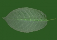 Free Cherry Tree Leaf Texture 14