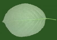 Free Cherry Tree Leaf Texture 15