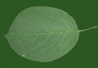 Free Cherry Tree Leaf Texture 16
