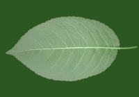 Free Cherry Tree Leaf Texture 17