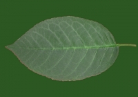 Free Cherry Tree Leaf Texture 18