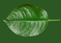 Free Cherry Tree Leaf Texture 19