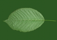 Free Cherry Tree Leaf Texture 20