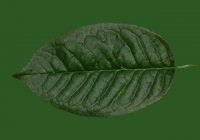 Free Cherry Tree Leaf Texture 25