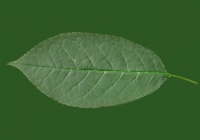 Free Cherry Tree Leaf Texture 34