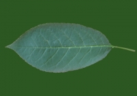 Free Cherry Tree Leaf Texture 37