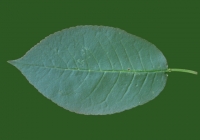 Free Cherry Tree Leaf Texture 39