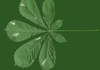 Free Chestnut Tree Leaf Texture 02