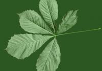 Free Chestnut Tree Leaf Texture 03